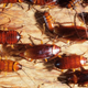 Whether they live under a pizza box or within a stack of firewood, nearly all roaches polled said environmental conditions on Earth were actually improving even faster than they could have hoped for.